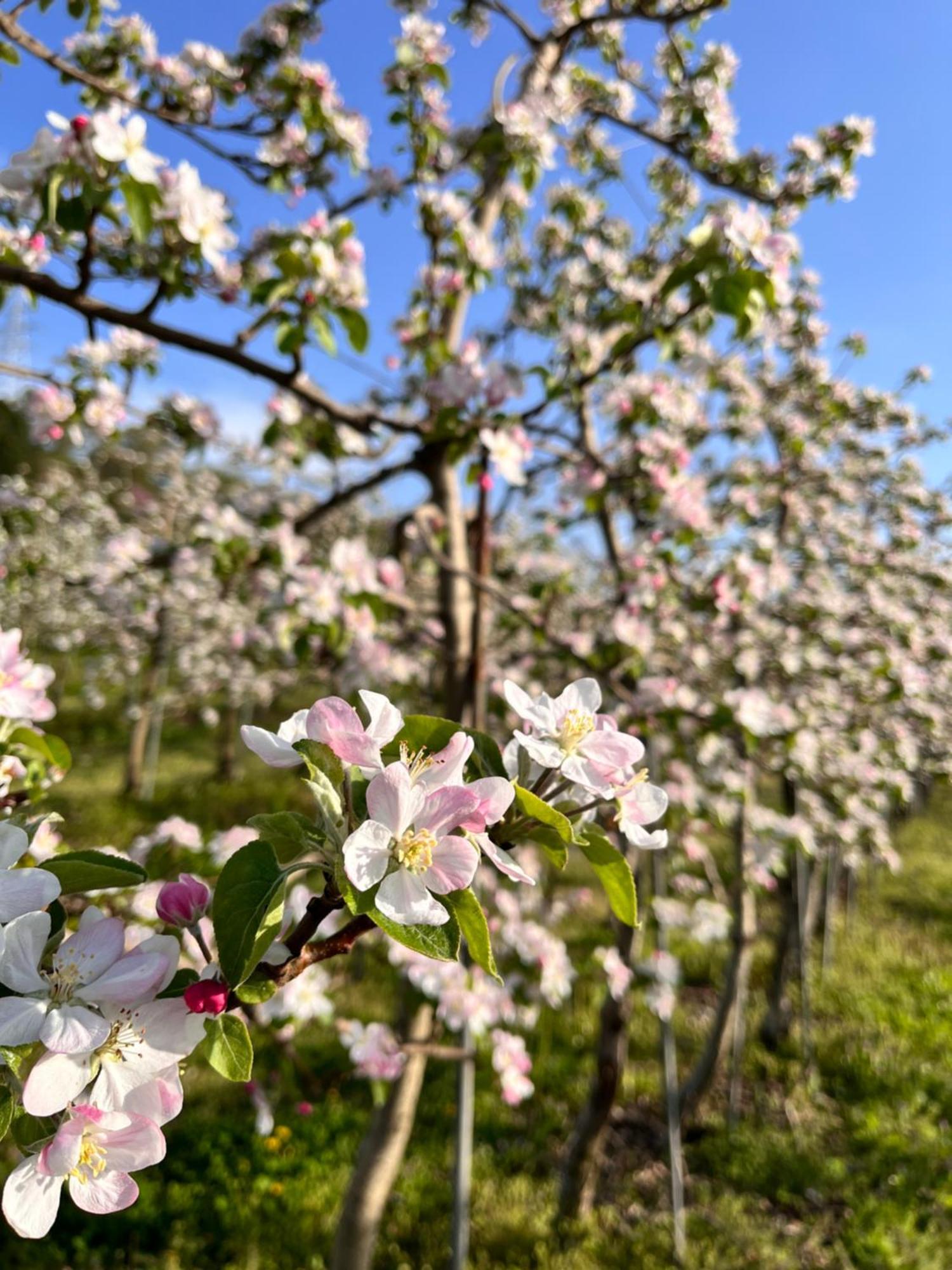 Cider Barn &more