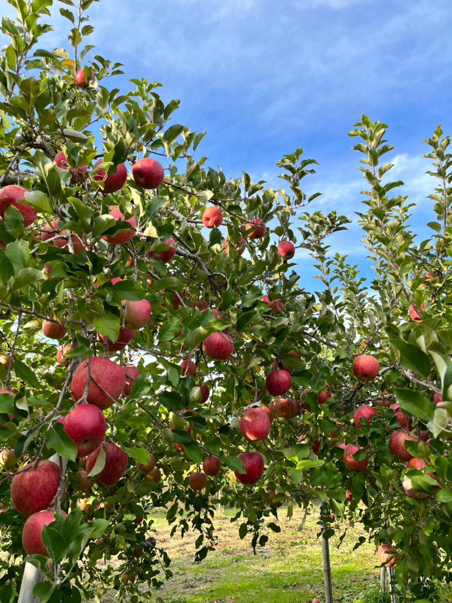 Séjour à la ferme Cider Barn &more